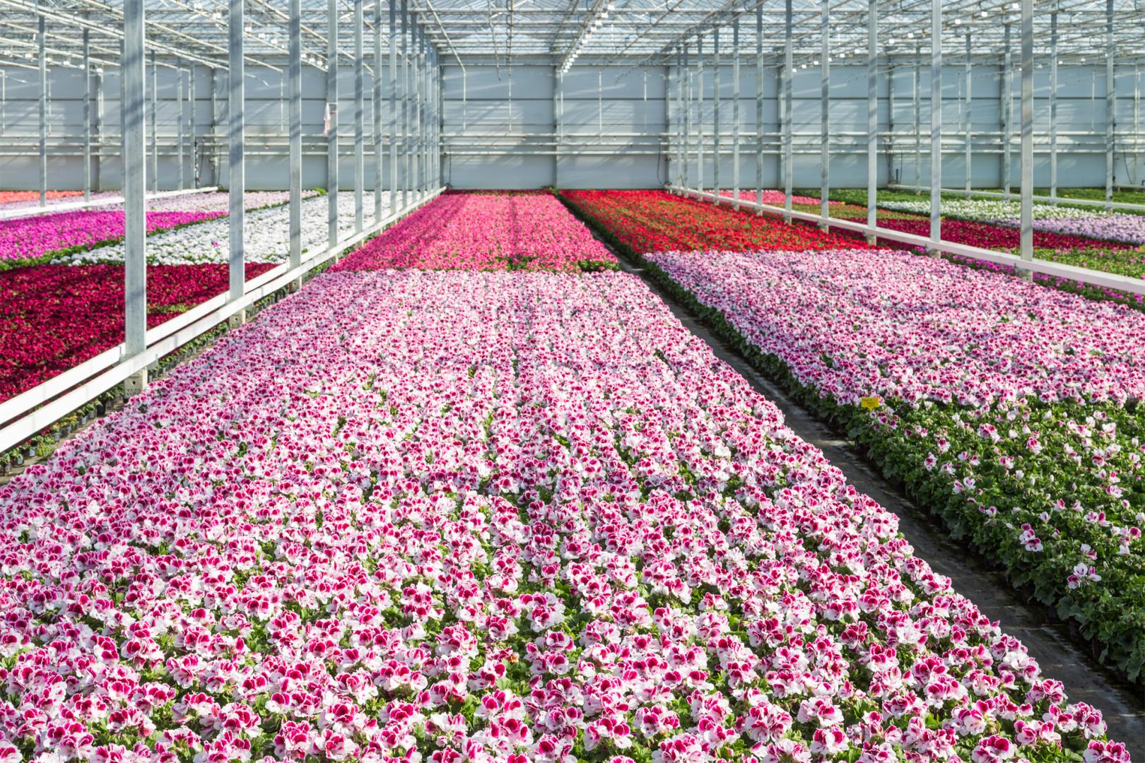 Floricultrice Wattwiller